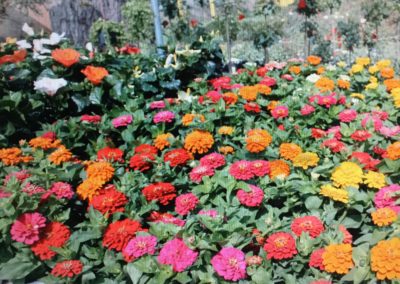 i tre pini fiori