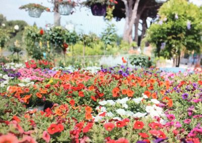 i tre pini fiori