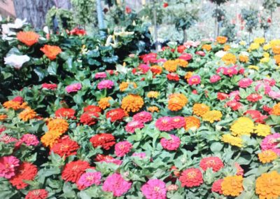 i tre pini fiori